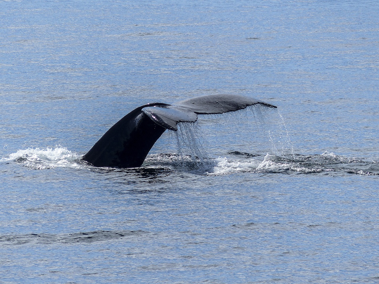 The Ultimate Guide to Whale Watching in Monterey Bay